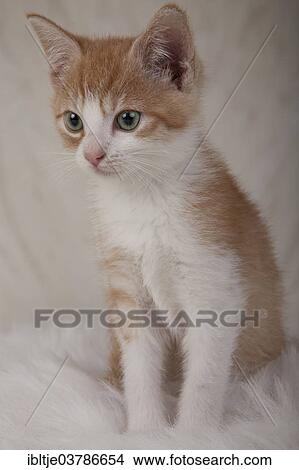 Kitten View Large Photo Image Picture - Kitten. Fotosearch
