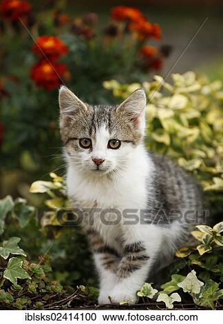 Kitten sitting in a flowerbed, 12 weeks View Large Photo Image Stock Image - Kitten sitting in a flowerbed, 12 weeks. Fotosearch
