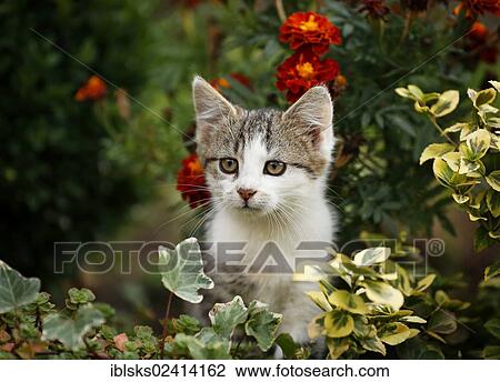 Kitten sitting in a flowerbed, 12 weeks View Large Photo Image Stock Image - Kitten sitting in a flowerbed, 12 weeks. Fotosearch