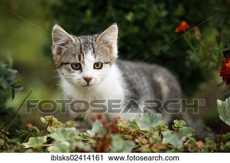 Kitten sneaking through a flowerbed, 12 weeks View Large Photo Image Stock Image - Kitten sneaking through a flowerbed, 12 weeks. Fotosearch