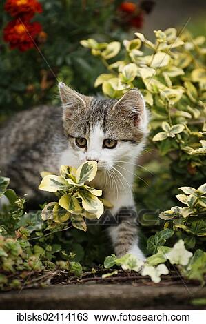 Kitten sneaking through a flowerbed, 12 weeks View Large Photo Image Stock Image - Kitten sneaking through a flowerbed, 12 weeks. Fotosearch