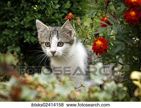 Kitten sneaking through a flowerbed, 12 weeks View Large Photo Image Stock Photo - Kitten sneaking through a flowerbed, 12 weeks. Fotosearch
