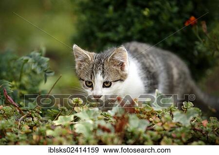 Kitten sneaking through a flowerbed, 12 weeks View Large Photo Image Stock Photo - Kitten sneaking through a flowerbed, 12 weeks. Fotosearch