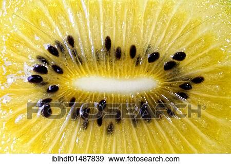 Kiwi (Actinidia) View Large Photo Image Stock Photo - Kiwi (Actinidia). Fotosearch