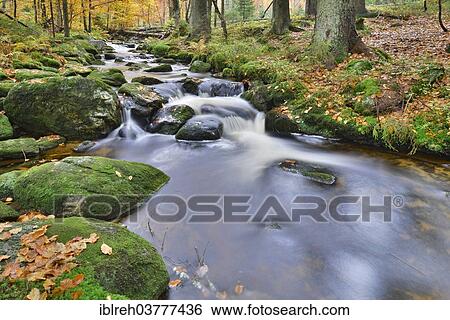 "Kleine Ohe stream, Bavarian Forest National Park, Bavaria, Germany, Europe" View Large Photo Image Stock Photograph - "Kleine Ohe stream, Bavarian Forest National Park, Bavaria, Germany, Europe". Fotosearch