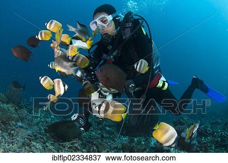Stock Photo - "Klein's Butterflyfish (Chaetodon kleinii) shoal, with other fish species, being hand fed by diver, Fukui Dive Site, Manado, Northeast Sulawesi, Indonesia, Southeast Asia, Asia". Fotosearch
