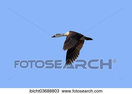 "Knob-billed Duck (Sarkidiornis melanotos), female in flight, Keoladeo National Park, Bharatpur, Rajasthan, India, Asia" View Large Photo Image Stock Image - "Knob-billed Duck (Sarkidiornis melanotos), female in flight, Keoladeo National Park, Bharatpur, Rajasthan, India, Asia". Fotosearch