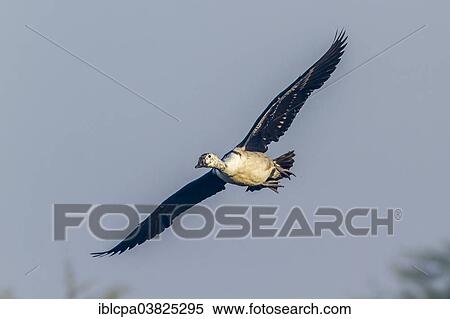 "Knob-billed Duck (Sarkidiornis melanotos) in flight, Keoladeo National Park, Rajasthan, India, Asia" View Large Photo Image Stock Photography - "Knob-billed Duck (Sarkidiornis melanotos) in flight, Keoladeo National Park, Rajasthan, India, Asia". Fotosearch