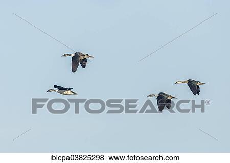 Stock Photo - "Knob-billed Ducks (Sarkidiornis melanotos) in flight, Keoladeo National Park, Rajasthan, India, Asia". Fotosearch