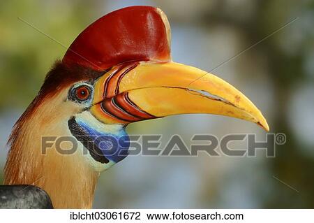 Stock Image - "Knobbed hornbill or Sulawesi Wrinckled Hornbill (Aceros cassidix), male, portrait, occurrence in Indonesia, captive, Germany, Europe". Fotosearch