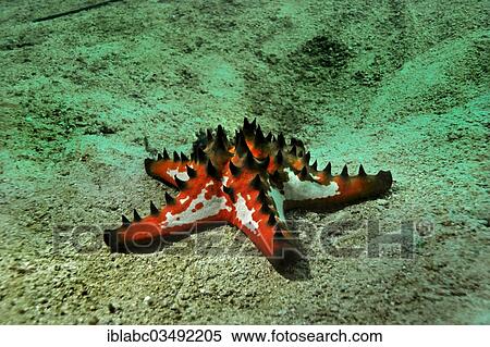 Stock Photography - "Knobbly Sea Star (Protoreaster nodosus), Kri Island, Dampier Strait, West Papua, Indonesia, Asia". Fotosearch