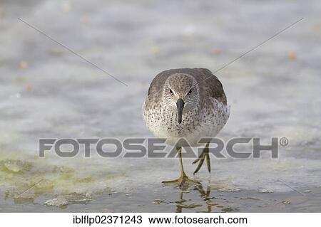 Stock Image - "Knot (Calidris canutus), adult, winter plumage, walking on ice, Norfolk, England, United Kingdom, Europe". Fotosearch