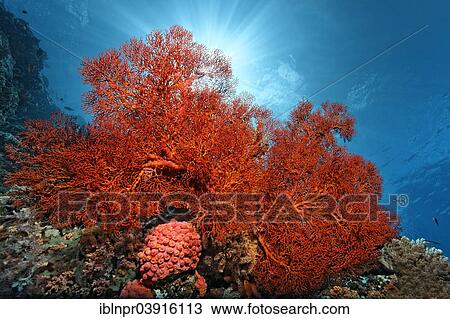 "Knotted Fan Coral (Melithaea ochracea), soft coral, Great Barrier Reef, UNESCO World Natural Heritage Site, Pacific Ocean, Queensland, Australia, Oceania" View Large Photo Image Stock Image - "Knotted Fan Coral (Melithaea ochracea), soft coral, Great Barrier Reef, UNESCO World Natural Heritage Site, Pacific Ocean, Queensland, Australia, Oceania". Fotosearch