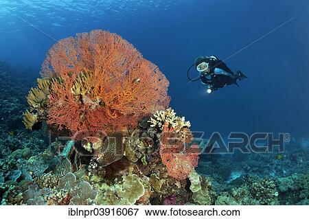 Stock Photo - "Knotted Fan Coral (Melithaea-ochracea), scuba diver at the back, Great Barrier Reef, UNESCO World Natural Heritage Site, Pacific Ocean, Queensland, Australia, Oceania". Fotosearch