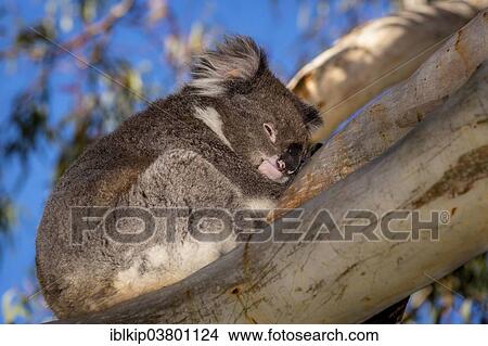 "Koala (Phascolarctos cinereus), adult, resting in a tree, South Australia, Australia, Oceania" View Large Photo Image Picture - "Koala (Phascolarctos cinereus), adult, resting in a tree, South Australia, Australia, Oceania". Fotosearch