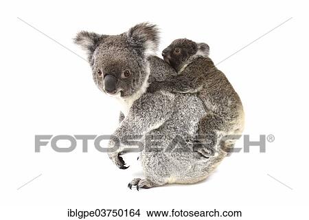 Picture - "Koala (Phascolarctos cinereus), female with pup". Fotosearch