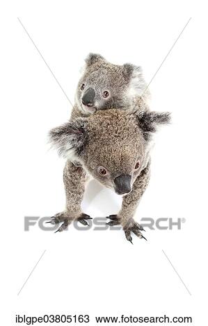 "Koala (Phascolarctos cinereus), female with pup" View Large Photo Image Stock Image - "Koala (Phascolarctos cinereus), female with pup". Fotosearch