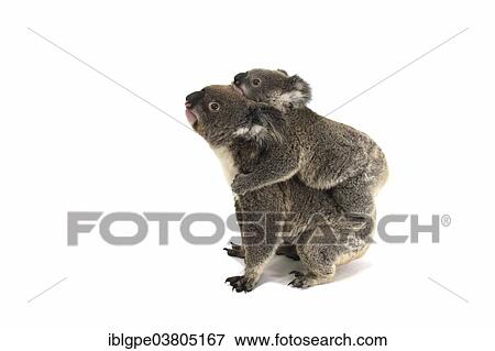 "Koala (Phascolarctos cinereus), female with pup" View Large Photo Image Stock Photo - "Koala (Phascolarctos cinereus), female with pup". Fotosearch