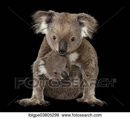 "Koala (Phascolarctos cinereus), female with pup" View Large Photo Image Stock Photo - "Koala (Phascolarctos cinereus), female with pup". Fotosearch