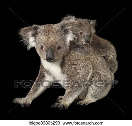"Koala (Phascolarctos cinereus), female with pup" View Large Photo Image Stock Photo - "Koala (Phascolarctos cinereus), female with pup". Fotosearch
