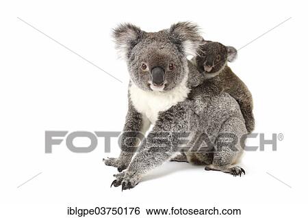 "Koala (Phascolarctos cinereus), female with pup" View Large Photo Image Stock Photograph - "Koala (Phascolarctos cinereus), female with pup". Fotosearch