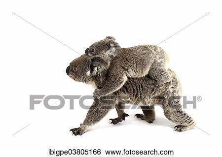 "Koala (Phascolarctos cinereus), female with pup" View Large Photo Image Stock Photograph - "Koala (Phascolarctos cinereus), female with pup". Fotosearch