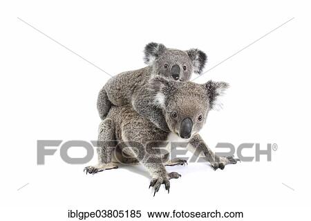"Koala (Phascolarctos cinereus), female with pup" View Large Photo Image Stock Photography - "Koala (Phascolarctos cinereus), female with pup". Fotosearch
