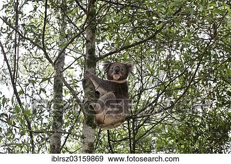 Stock Photo - "Koala (Phascolarctos cinereus) on a tree, Victoria, Australia, Oceania". Fotosearch