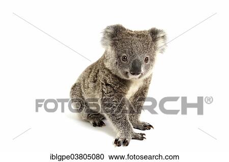 "Koala (Phascolarctos cinereus), pup" View Large Photo Image Stock Image - "Koala (Phascolarctos cinereus), pup". Fotosearch