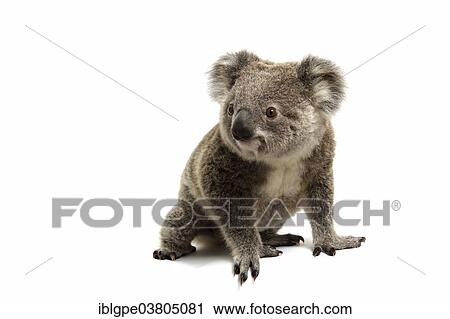 Stock Image - "Koala (Phascolarctos cinereus), pup". Fotosearch