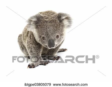 "Koala (Phascolarctos cinereus), pup" View Large Photo Image Stock Photo - "Koala (Phascolarctos cinereus), pup". Fotosearch