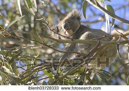 Stock Image - "Koala (Phascolarctos cinereus), Kangaroo Island, South Australia, Australia, Oceania". Fotosearch