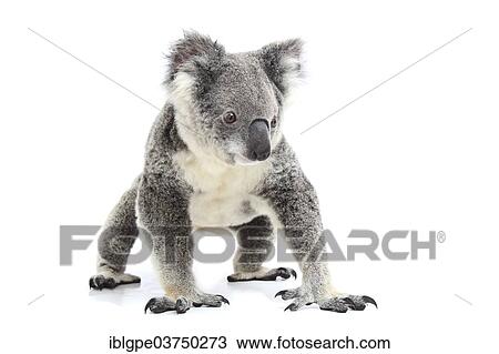 Stock Image - Koala (Phascolarctos cinereus). Fotosearch