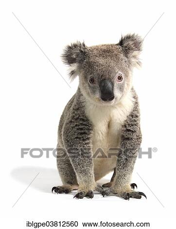 Koala (Phascolarctos cinereus) View Large Photo Image Stock Image - Koala (Phascolarctos cinereus). Fotosearch