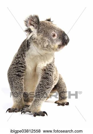 Koala (Phascolarctos cinereus) View Large Photo Image Stock Photo - Koala (Phascolarctos cinereus). Fotosearch