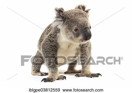 Koala (Phascolarctos cinereus) View Large Photo Image Stock Photo - Koala (Phascolarctos cinereus). Fotosearch