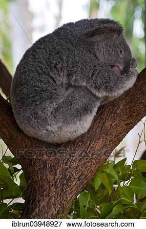 "Koala (Phascolarctos cinereus), Townsville, Queensland, Australia, Oceania" View Large Photo Image Stock Photo - "Koala (Phascolarctos cinereus), Townsville, Queensland, Australia, Oceania". Fotosearch