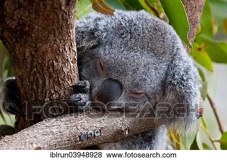 "Koala (Phascolarctos cinereus), Townsville, Queensland, Australia, Oceania" View Large Photo Image Stock Photo - "Koala (Phascolarctos cinereus), Townsville, Queensland, Australia, Oceania". Fotosearch