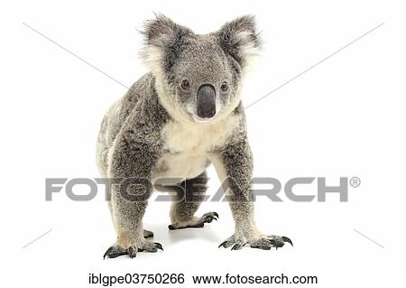 Koala (Phascolarctos cinereus) View Large Photo Image Stock Photograph - Koala (Phascolarctos cinereus). Fotosearch