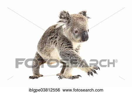 Stock Photograph - Koala (Phascolarctos cinereus). Fotosearch