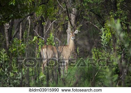 "Kob (Kobus kob), female, North Region, Cameroon, Africa" View Large Photo Image Stock Image - "Kob (Kobus kob), female, North Region, Cameroon, Africa". Fotosearch