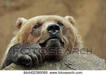 Stock Photo - "Kodiak bear (Ursus arctos middendorffi), portrait, native to Alaska, in captivity, Germany, Europe". Fotosearch