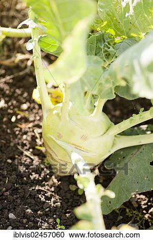 Kohlrabi or German turnip (Brassica oleracea Gongylodes group) growing in a garden View Large Photo Image Stock Image - Kohlrabi or German turnip (Brassica oleracea Gongylodes group) growing in a garden. Fotosearch