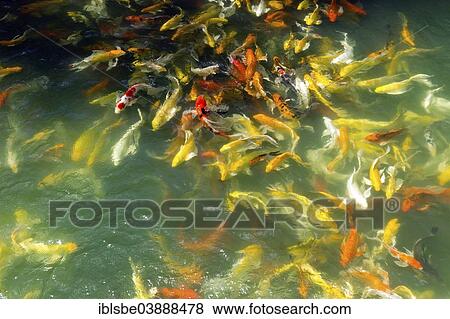 "Koi, Common Carps (Cyprinus carpio) in the gardens of the Chinese Sanjao Phuya Temple or Saan Chao Pu Ya Temple, Udon Thani, Isan, Thailand, Asia" View Large Photo Image Stock Photo - "Koi, Common Carps (Cyprinus carpio) in the gardens of the Chinese Sanjao Phuya Temple or Saan Chao Pu Ya Temple, Udon Thani, Isan, Thailand, Asia". Fotosearch