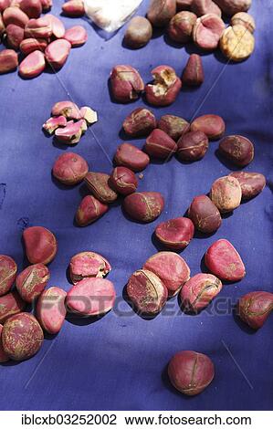 "Kola nuts for sale at a market, Tourou, Far North, Cameroon, Africa" View Large Photo Image Stock Image - "Kola nuts for sale at a market, Tourou, Far North, Cameroon, Africa". Fotosearch