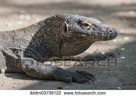 Stock Image - "Komodo Dragon or Komodo Monitor (Varanus komodoensis), Lesser Sunda Islands, Indonesia, Asia". Fotosearch