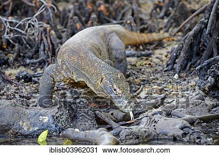 "Komodo Dragon (Varanus komodoensis) in the mangrove area of ​​Rinca Island, Komodo National Park, UNESCO World Heritage Site, Indonesia, Asia" View Large Photo Image Stock Image - "Komodo Dragon (Varanus komodoensis) in the mangrove area of ​​Rinca Island, Komodo National Park, UNESCO World Heritage Site, Indonesia, Asia". Fotosearch