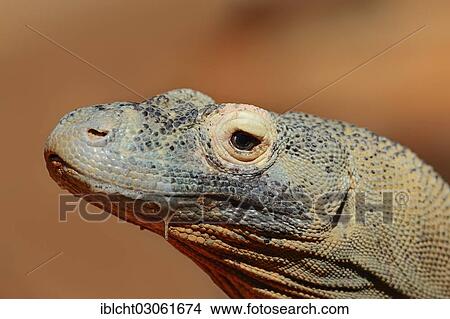 "Komodo Dragon (Varanus komodoensis), portrait, native to Indonesia, captive" View Large Photo Image Picture - "Komodo Dragon (Varanus komodoensis), portrait, native to Indonesia, captive". Fotosearch