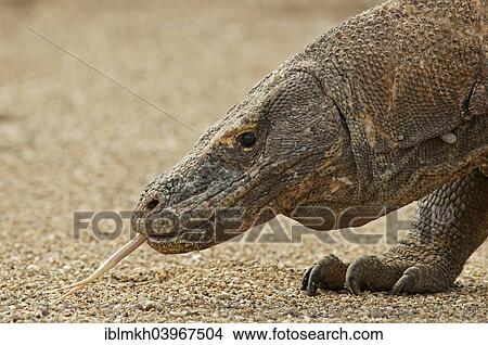 "Komodo Dragon (Varanus komodoensis), Rinca Island, Komodo National Park, Indonesia, Asia" View Large Photo Image Picture - "Komodo Dragon (Varanus komodoensis), Rinca Island, Komodo National Park, Indonesia, Asia". Fotosearch