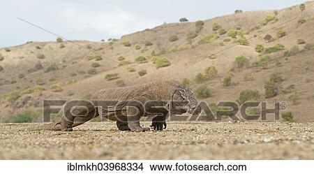 "Komodo Dragon (Varanus komodoensis), Rinca Island, Komodo National Park, Indonesia, Asia" View Large Photo Image Picture - "Komodo Dragon (Varanus komodoensis), Rinca Island, Komodo National Park, Indonesia, Asia". Fotosearch
